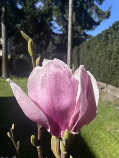 Magnolia Laura