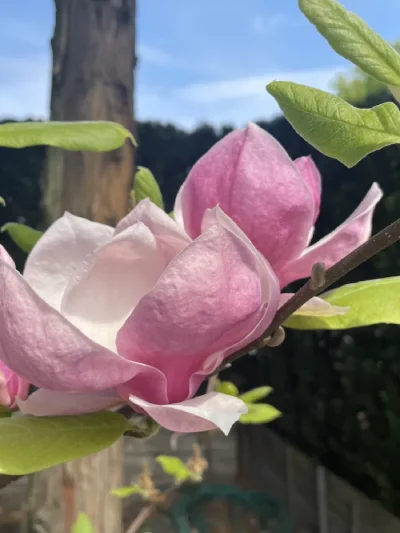 Magnolia Rustica Rubra
